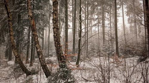Snow-covered forest with frozen branches and a quiet atmosphere, hiking on the Rennsteig in winter,