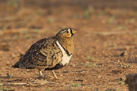 Black-faced Sandgrouse (Pterocles decoratus) male, Samburu, Kenya