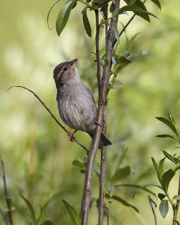 House Sparrow (Passer domesticus) juvenile, Mecklenburg-Western Pomerania, Germany