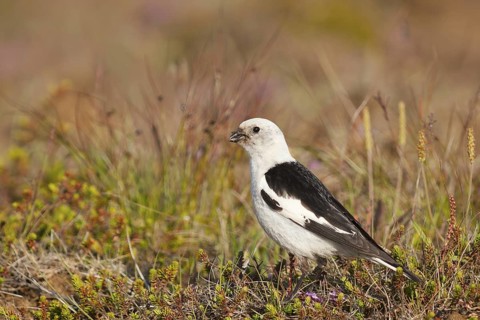 Snow Bunting (Plectrophenax nivalis insulae) male, Iceland