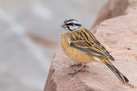 Rock Bunting -Zippammer - Emberiza cia ssp. cia, Morocco, adult male