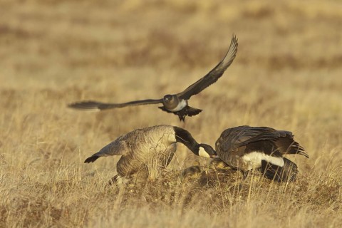 Parasitic Jaeger (Stercorarius parasiticus) flying, Manitoba, Canada