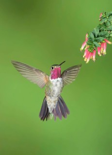 Broad-tailed Hummingbird (Selasphorus platycercus) male flying, Colorado, USA