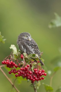 Eurasian Pygmy Owl (Glaucidium passerinum) captive, Bavaria, Germany