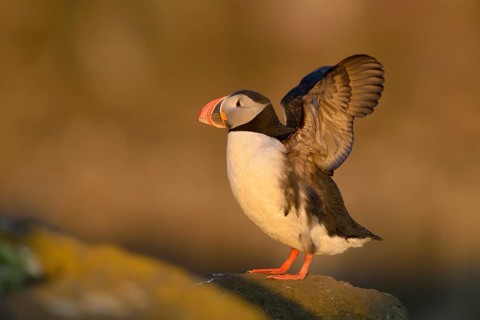 Atlantic Puffin (Fratercula arctica) flapping, Látrabjarg, Iceland