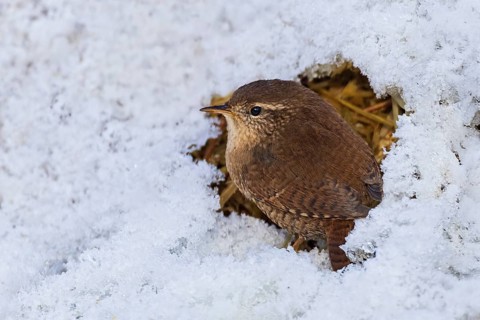 Wren (Troglodytes troglodytes), close-up, adult bird sitting on the ground in a small snow-free