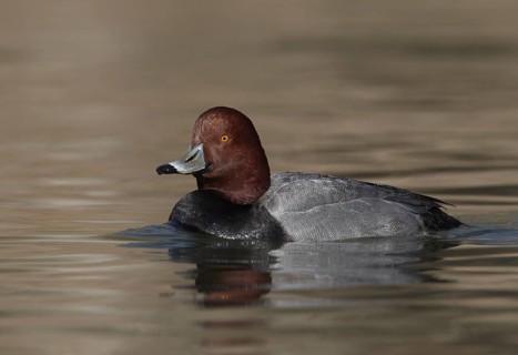Redhead (Aythya americana) male, Ohio, USA