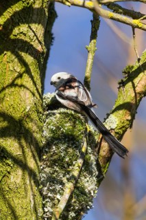 Long-tailed tit (Aegithalos caudatus) adult female, sitting at the entrance hole of its nest in a