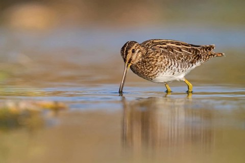 Snipe, (Gallinago gallinago), animals, birds, snipe, biotope, habitat, foraging, Raysut, Salalah,