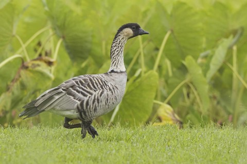 Nene (Branta sandvicensis), Hawaii, USA