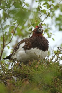 Willow ptarmigan (Lagopus lagopus) securing cock, Lofoten, Norway, Scandinavia