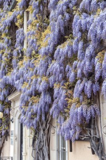 Chinese wisteria (Wisteria sinensis), town hall, Germany