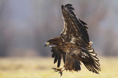 White-tailed Eagle (Haliaeetus albicilla) juvenile flying, Kutno, Poland