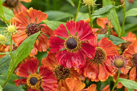 Sunflower (Helenium 'Rubinzwerg'), RHS Garden Bridgewater, Great Britain