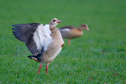 Egyptian Goose (Alopochen aegyptiaca), North Rhine-Westphalia, Germany