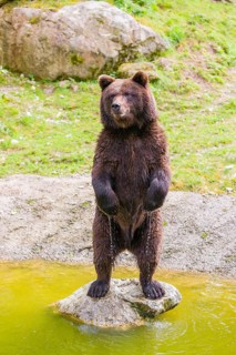 A young male brown bear (Ursus arctos arctos) stands upright on a rock lying in a pond
