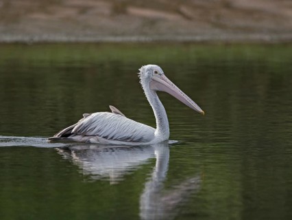 Spot-billed Pelican (Pelecanus philippensis), Sri Lanka