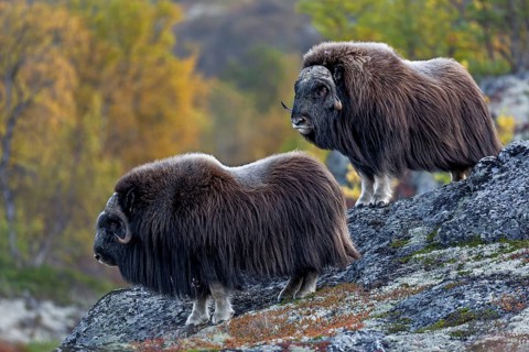Two musk ox bulls (Ovibos moschatus) standing above a gorge of the river Svone, autumn, Ruska,