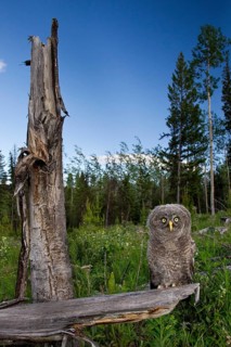 Great Grey Owl (Strix nebulosa) juvenile, British Columbia, Canada