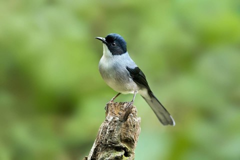 Black-headed Sibia (Heterophasia desgodinsi), Yunnan, China