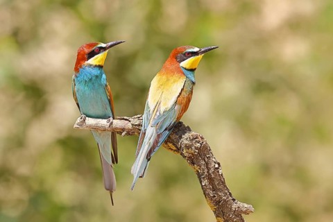 European bee-eater (Merops apiaster) two animals sitting on a branch, pair of animals, Lake