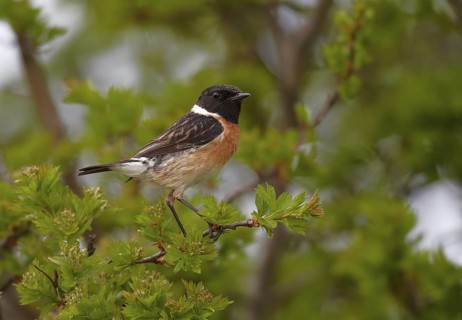 European Stonechat (Saxicola rubicola) male, Mecklenburg-Western Pomerania, Germany