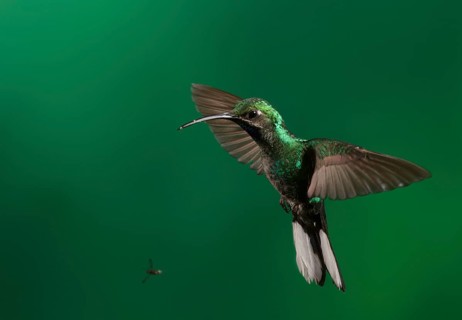 White-tailed Sabrewing (Campylopterus ensipennis) female, Trinidad and Tobago