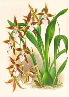 Orchid, Odontoglossum nevadense, authentic reproduction of an illustration by Jean Jules Linden