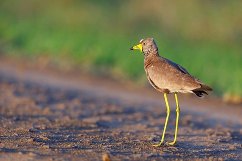 Senegal Lapwing, (Vanellus senegallus), Africa, South Africa, KwaZulu-Natal, Triele family,