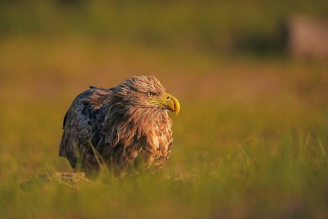 White-tailed Eagle (Haliaeetus albicilla), Danube Delta, Romania