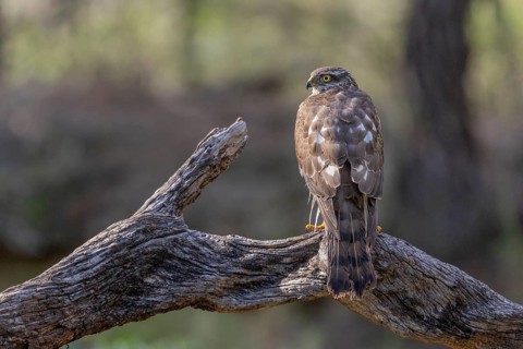 Sparrowhawk (Accipiter nisus), on branch, Catalonia, Spamia