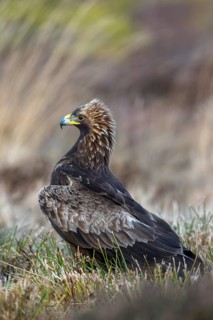 European golden eagle (Aquila chrysaetos chrysaetos) sitting in moorland, heathland in winter