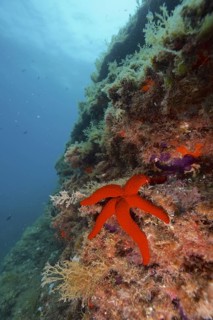 Purple star (Echinaster sepositus)