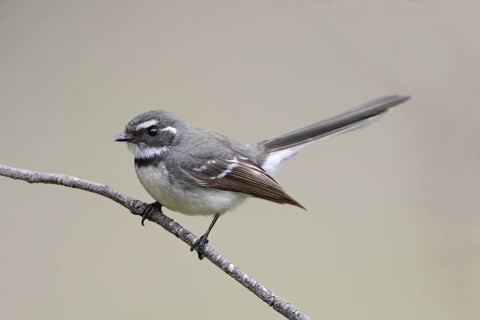 Grey Fantail (Rhipidura albiscapa), New South Wales, Australia