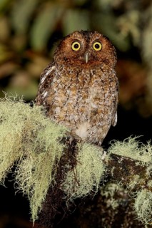 Bare-shanked Screech-Owl (Otus clarkii) perched on a branch in Costa Rica