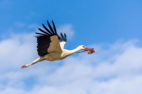 White stork (Ciconia ciconia), flying with nesting material in its beak, Affenberg, Salem, Lake