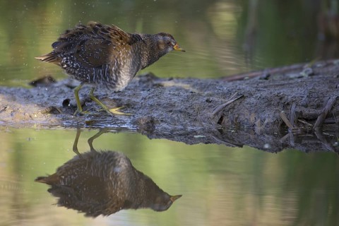 Spotted Crake (Porzana porzana), Saxony, Germany