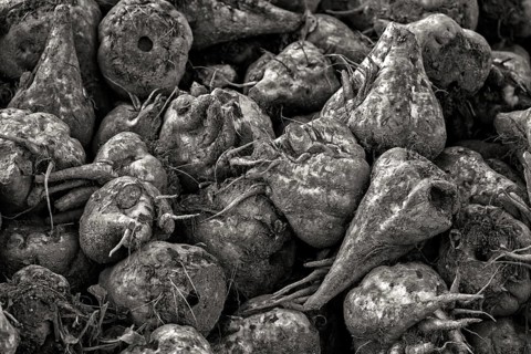 Sugarbeet