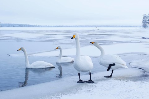 Whooper Swan (Cygnus cygnus) group, Finland