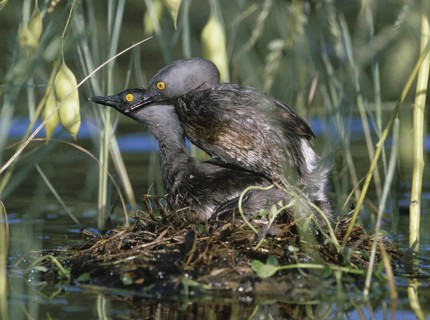 Least Grebe (Tachybaptus dominicus) female, Texas, USA