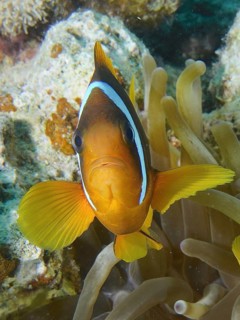 Red sea anemonefish (Amphiprion bicinctus)