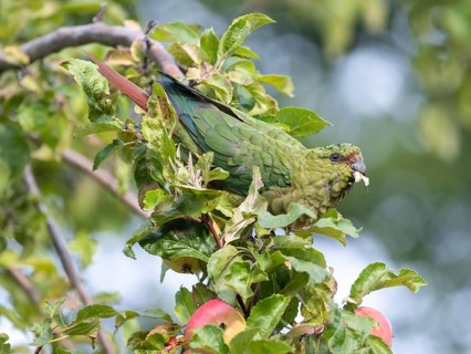 Free-living Emerald Parakeet (Enicognathus ferrugineus) eating an apple, seen in Nahuel Huapi