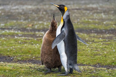 King penguin (Aptenodytes patagonicus), adult bird with chick in brown down coat begging, on grassy