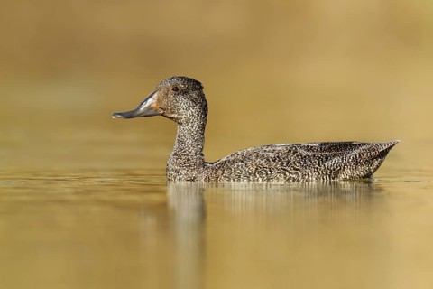 Freckled Duck (Stictonetta naevosa) female, Victoria, Australia