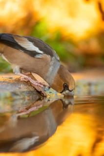 This image captures a Hawfinch delicately sipping water from a rock pool, with the golden light of