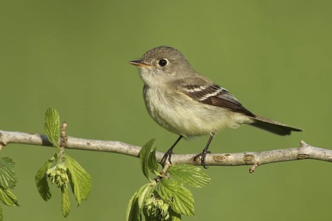 Least Flycatcher (Empidonax minimus), Michigan, USA