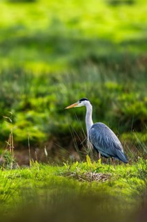 Grey Heron, Ardea cinerea, bird in winter on marshes in winter soft morning light