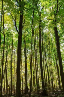 Silhouetted backlit mixed forest of tall Acer - Maple, Betula - Birch trees with abundant green and