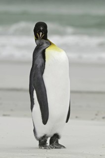 King Penguin (Aptenodytes patagonicus), Falkland Islands