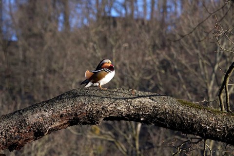 Mandarin duck on a tree, winter, Germany
